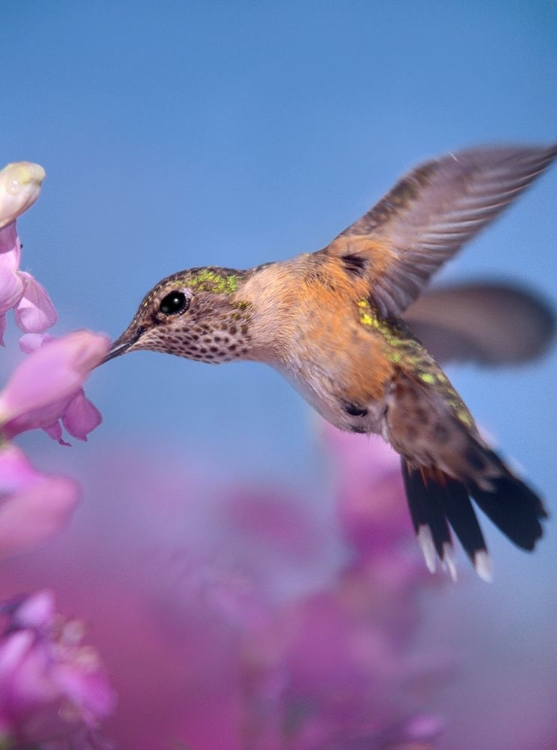 Picture of BROAD TAILED HUMMINGBIRDS FEMALE