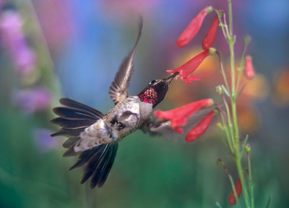 Picture of BROAD TAILED HUMMINGBIRD AT SCARLET BUGLER