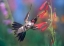 Picture of BROAD TAILED HUMMINGBIRD AT SCARLET BUGLER