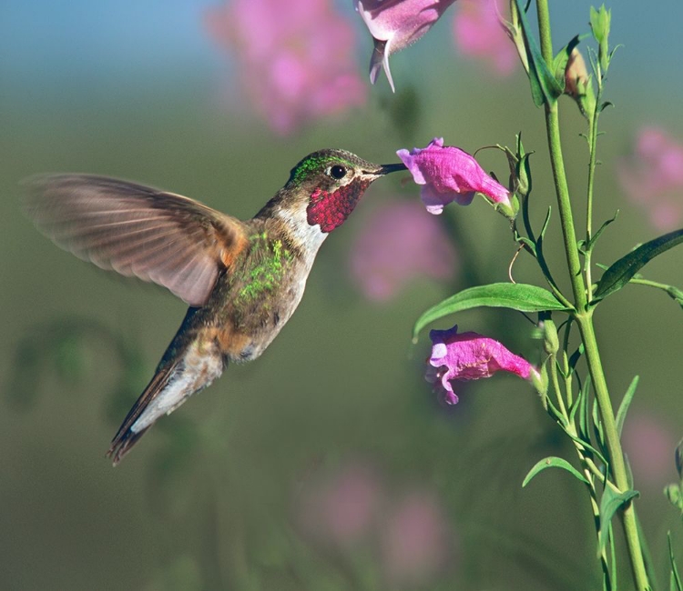 Picture of BROAD TAILED HUMMINGBIRD AT PENSTEMON