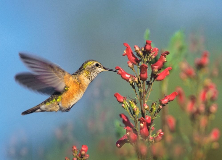 Picture of RUFOUS HUMMINGBIRD