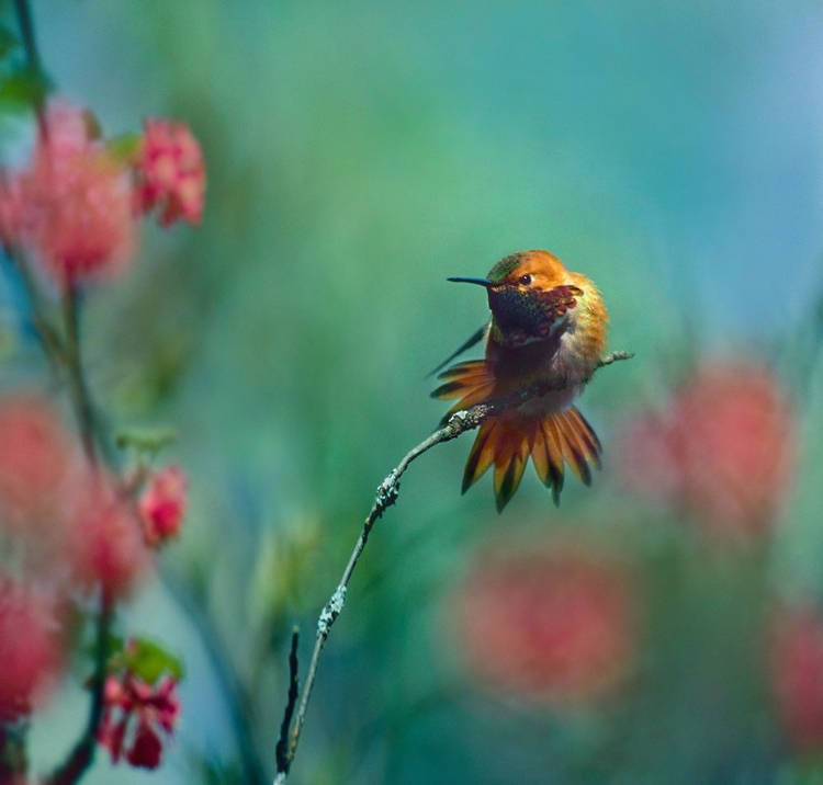 Picture of RUFOUS HUMMINGBIRD SITTING ON BRANCH