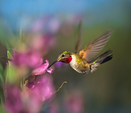 Picture of BROAD TAILED HUMMINGBIRD AT PENSTEMON