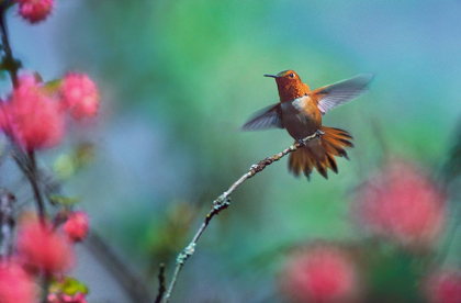 Picture of RUFOUS HUMMINGBIRD AMONG RED FLOWERED CURRANTS