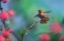 Picture of RUFOUS HUMMINGBIRD AMONG RED FLOWERED CURRANTS