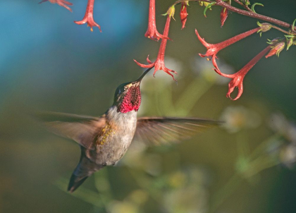 Picture of BROAD TAILED HUMMINGBIRD AT SCARLET TRUMPETS