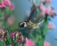 Picture of BLACK CHINNED HUMMINGBIRD
