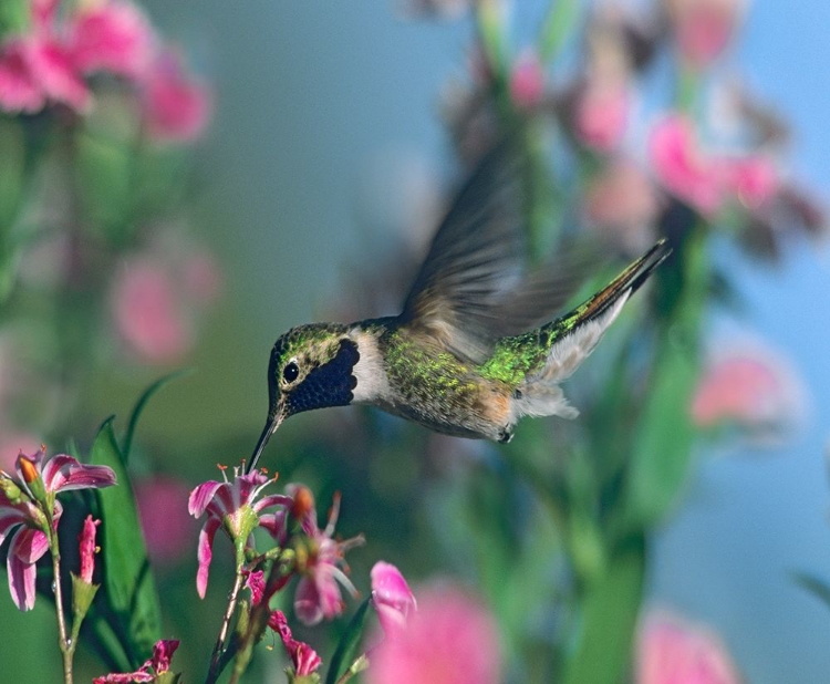 Picture of BLACK CHINNED HUMMINGBIRD