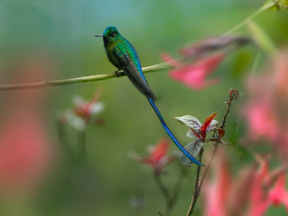 Picture of LONG TAILED SYLPH HUMMINGBIRD ECUADOR