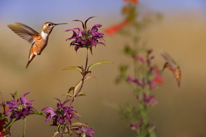 Picture of BROAD TAILED HUMMINGBIRD