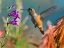 Picture of BROAD TAILED HUMMINGBIRD