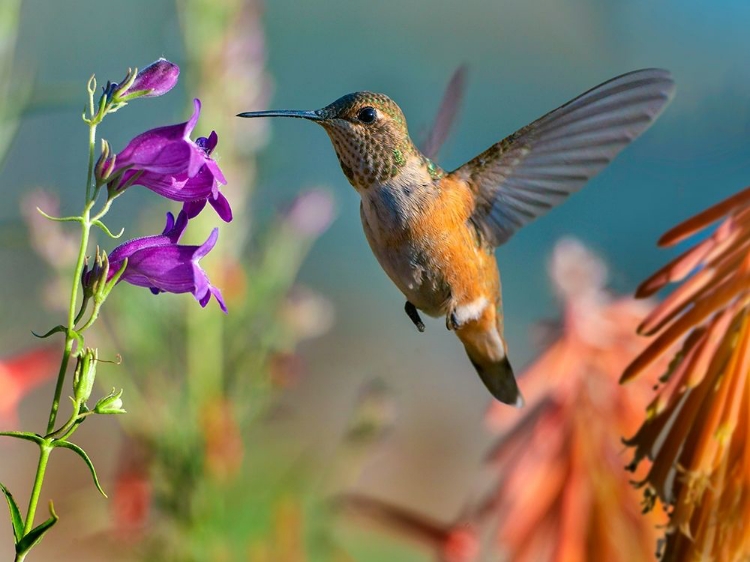 Picture of BROAD TAILED HUMMINGBIRD