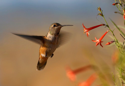 Picture of BROAD TAILED HUMMINGBIRD