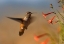 Picture of BROAD TAILED HUMMINGBIRD