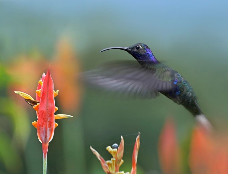 Picture of VIOLET SABREWING HUMMINGBIRD