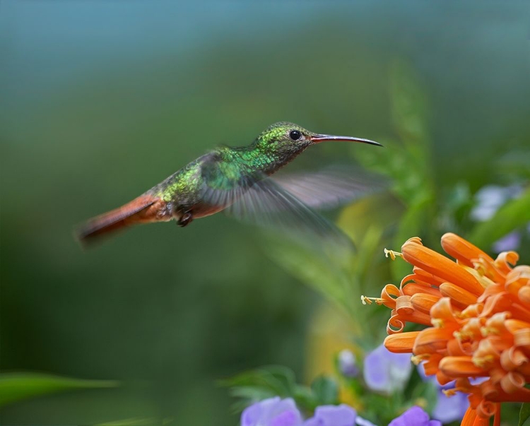 Picture of RUFOUS TAILED HUMMINGBIRD AT FLAME VINE