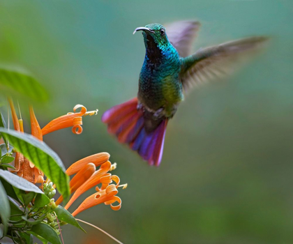 Picture of GREEN BREASTED MANGO HUMMINGBIRD AT FLAME VINE