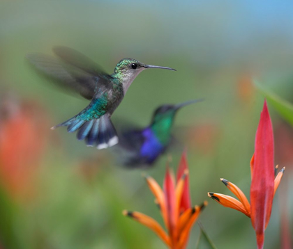 Picture of CROWNED WOODNYMPH HUMMINGBIRDS