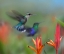 Picture of CROWNED WOODNYMPH HUMMINGBIRDS