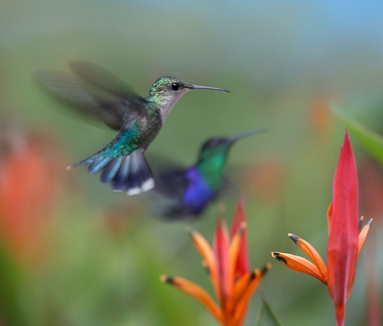 Picture of CROWNED WOODNYMPH HUMMINGBIRDS