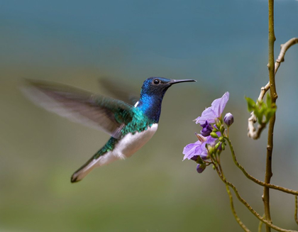 Picture of WHITE NECKED JACOBIN HUMMINGBIRD