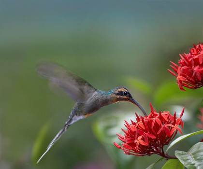 Picture of GREEN HERMIT FEMALE