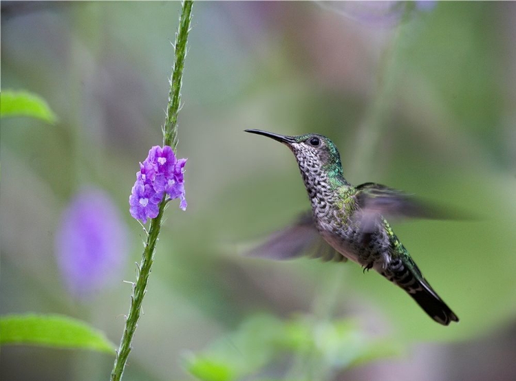 Picture of WHITE NECKED JACOBIN HUMMINGBIRD FEMALE AT PORTERWEED