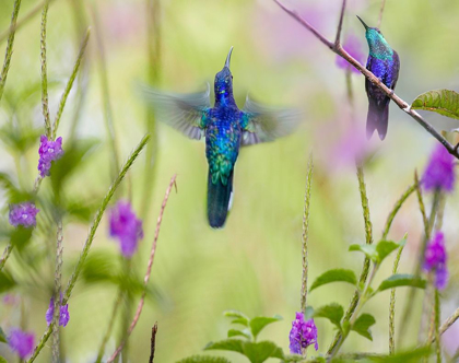Picture of VIOLET SABREWING AND CROWNED WOODNYMPH HUMMINGBIRDS
