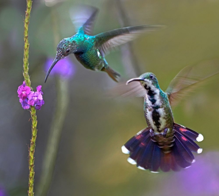 Picture of GREEN BREASTED MANGO HUMMINGBIRD  FEEDING ON PORTERWEED