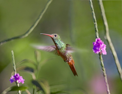 Picture of RUFOUS TAILED HUMMINGBIRD