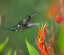 Picture of WHITE NECKED JACOBIN HUMMINGBIRD FEMALE