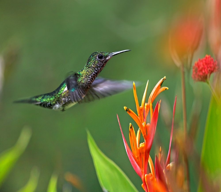 Picture of WHITE NECKED JACOBIN HUMMINGBIRD FEMALE