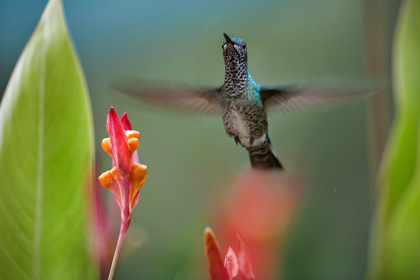 Picture of WHITE NECKED JACOBIN HUMMINGBIRD FEMALE