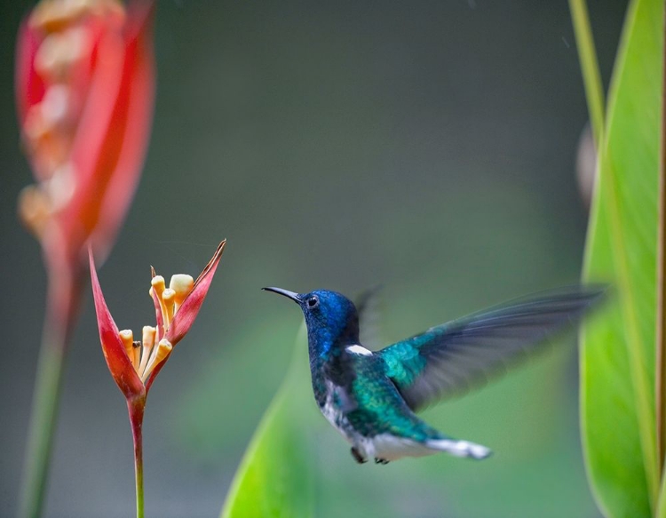 Picture of WHITE NECKED JACOBIN HUMMINGBIRD