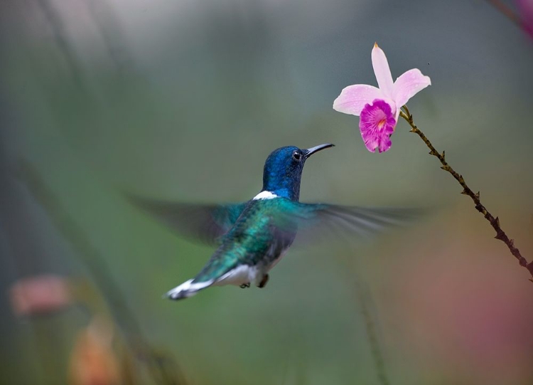 Picture of WHITE NECKED HUMMINGBIRD AT BAMBOO ORCHID