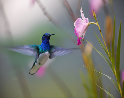 Picture of WHITE NECKED JACOBIN HUMMINGBIRD