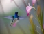 Picture of WHITE NECKED JACOBIN HUMMINGBIRD
