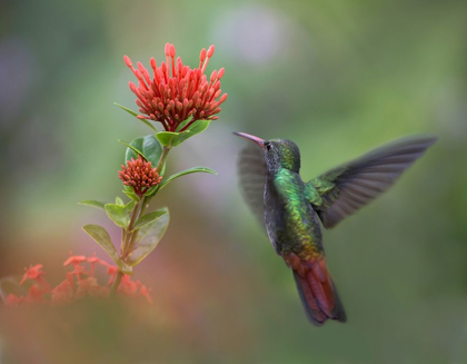 Picture of RUFOUS TAILED HUMMINGBIRD