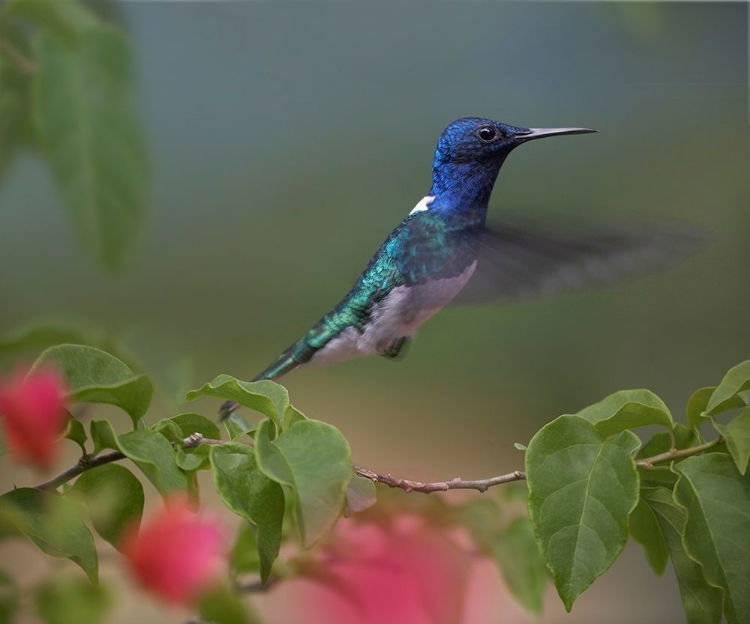 Picture of WHITE NECKED JACOBIN HUMMINGBIRD