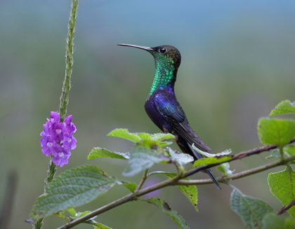 Picture of CROWNED WOODNYMPH HUMMINGBIRD