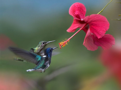 Picture of WHITE NECKED JACOBIN HUMMINGBIRDS AT HIBISCUS
