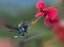 Picture of WHITE NECKED JACOBIN HUMMINGBIRDS AT HIBISCUS
