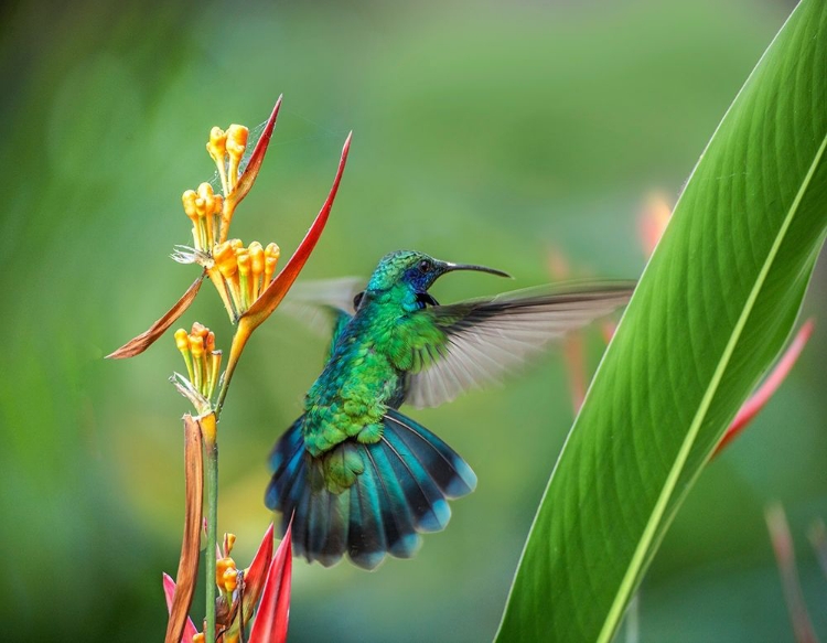 Picture of GREEN VIOLET T-EAR HUMMINGBIRD