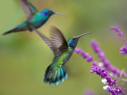 Picture of GREEN VIOLET T-EAR HUMMINGBIRD