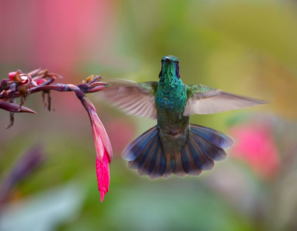 Picture of GREEN VIOLET T-EAR HUMMINGBIRD