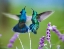 Picture of GREEN VIOLET T-EAR HUMMINGBIRD