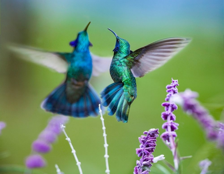 Picture of GREEN VIOLET T-EAR HUMMINGBIRD