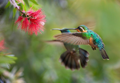 Picture of GRAY TAILED MOUNTAIN GEM FEMALE AND GREEN VIOLET-EAR HUMMINGBIRD