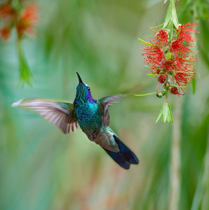 Picture of GREEN VIOLET T-EAR HUMMINGBIRD