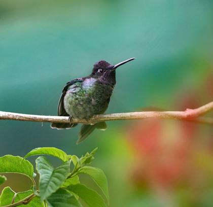 Picture of MAGNIFICENT HUMMINGBIRD